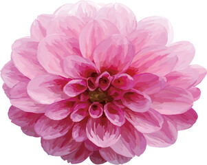 A beautiful pink dahlia flower