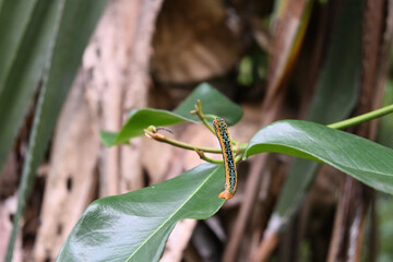 Dorsal rear view of a blue tiger moth caterpillar raising its body on the top of a leaf
