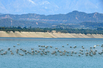 Bar headed geese enjoying in ranjit sagar dam, pathankot, punjab, india