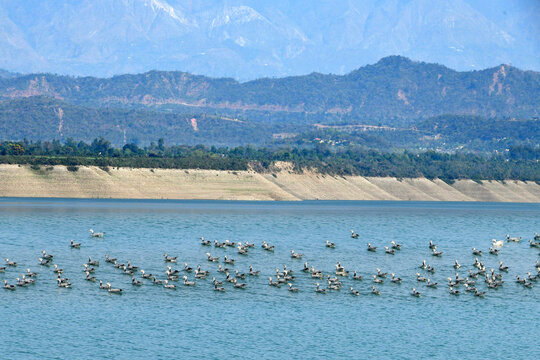 Bar headed geese enjoying in ranjit sagar dam, pathankot, punjab, india