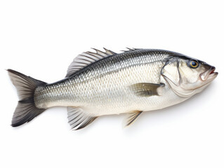 Fototapeta premium Fresh Whole Sea Bass on White Background