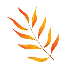 Vector cartoon autumn pecan tree leaves isolated on white background.
