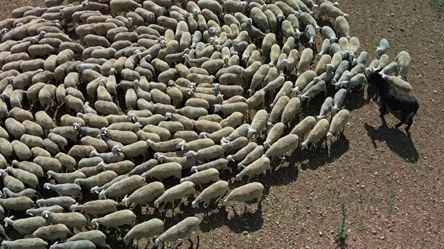 REBA&Ntilde;O DE OVEJAS CON BURRO