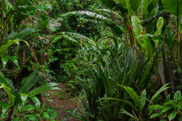 Tropical rain forest with green leaves