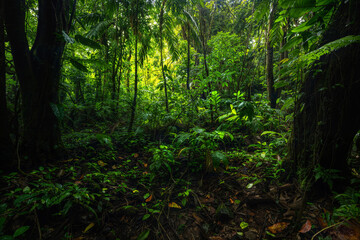 Tropical rain forest with green leaves