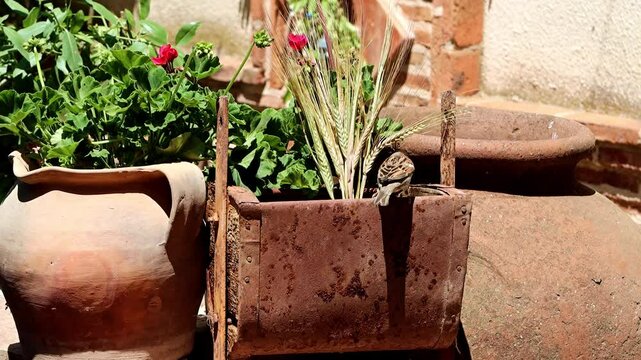 GORRION EN PATIO