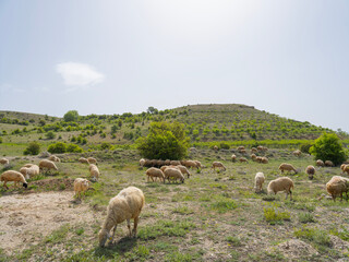 Sheep grazing, livestock image of flock of sheep grazing. Eating grass on hill. Summer season scenic photo a lot of small cattle farming. Copy space.