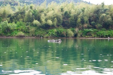 Shimanto River cruise in the rain