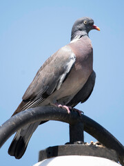 common wood pigeon