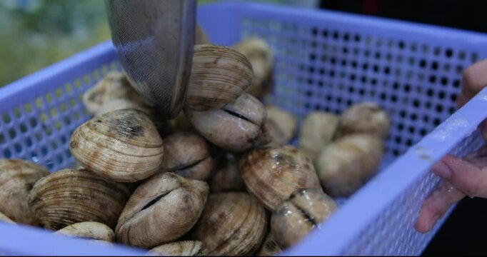 fish out of an aquarium. food shellfish. Mussels in a bowl with herbs, rotating on a turntable. Shellfish, seafood close-up