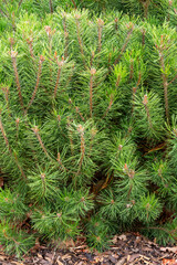 Dwarf mountain pine or Pinus mugo subsp. mugo growing in garden an evergreen shrub or small tree