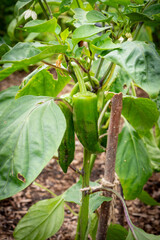 Two sweet peppers 'Kapia' variety frowing on small shrub, staked in garden