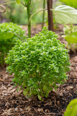 Shrub of Basil, Ocimum, aromatic annual and perennial herb