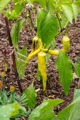  Plant of yellow chillis growing in soil in garden, staked