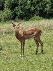 impala in the savannah