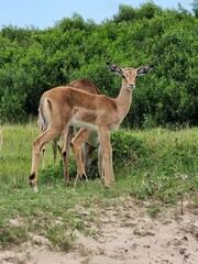 impala in continent