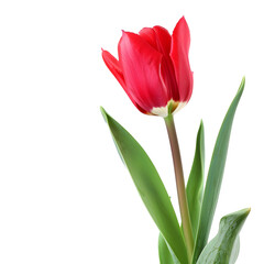 Naklejka premium red tulip isolated on white or transparent png