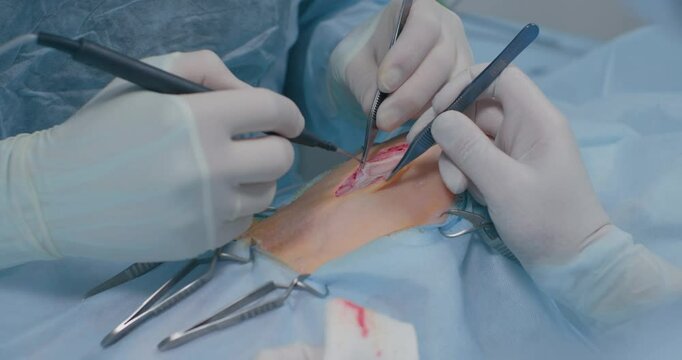 Using an electric scalpel, the veterinary surgeon makes the incision with minimal blood loss. A veterinary surgeon performs an operation on a pet's abdominal cavity in the operating room.