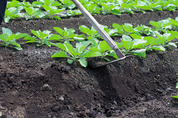 畑でキャベツを栽培する様子