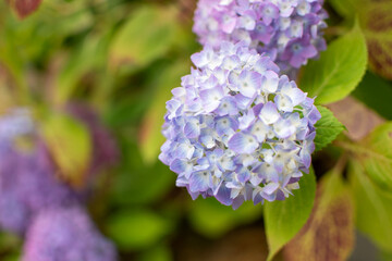 Hydrangea with vibrant color: lilac, pink, white, purple
