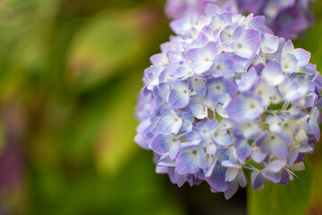 Hydrangea with vibrant color: lilac, pink, white, purple