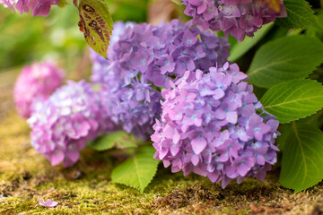 Hydrangea with vibrant color: lilac, pink, white, purple