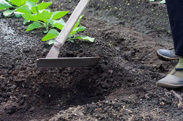 畑でキャベツを栽培する様子