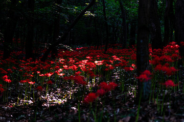 Red Spider Lily, meaning love that cannot come true.