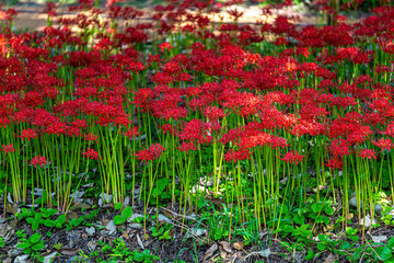 Red Spider Lily, meaning love that cannot come true.