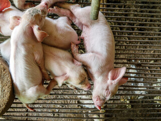 Top view of piglet cute newborn sleeping on the pig farm with other piglets © NARONG