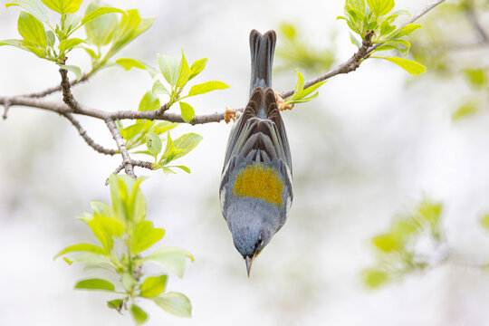 Northern Parula warbler perched upside down searching for insects on a branch in spring in Ottawa, Canada