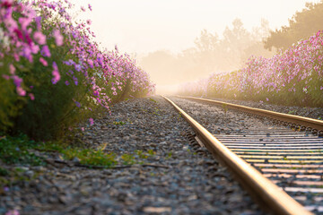 A beautiful place where the wind sways and cosmos blooms.