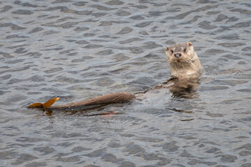 Eurasian otter (Lutra lutra) in the shallows, Yell, Shetland Islands, Scotland