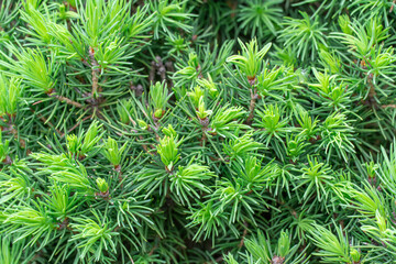 Small needles on branches of canadian spruce picea glauca conica. Shoots sprout of evergreen coniferous tree in springtime. Bright green young plant as pyramidal and undersized. Fresh spruce twigs.