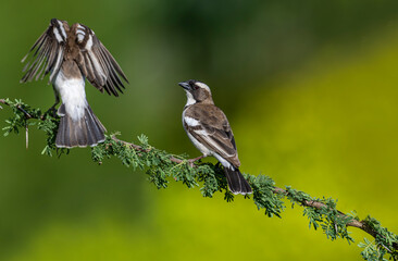 Africa-Kenya; White-browed sparrow weaver bird on tree branch.