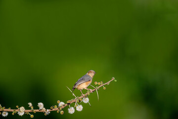 Africa - Kenya ; Northern Krombek bird (brachyura - carnapi) on tree branch