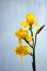 A close-up photo showcasing three vibrant yellow irises in full bloom against a soft blue sky background. The flowers are in focus, with their delicate petals.