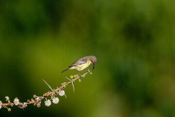 Olive-backed sunbird male and hovering eating spider hunter in the nature.