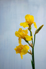 A close-up photo of three yellow iris flowers blooming in front of a light blue sky. The flowers are in focus, with the background slightly blurred.