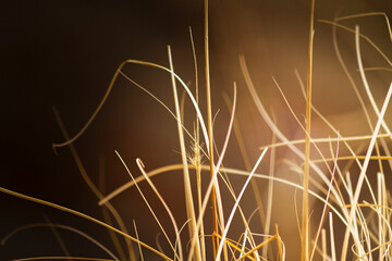 Golden wheat. Dried plant with golden leaves. Tenerife, Bajamar, Canary Islands.
