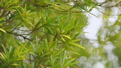 Dioecious Conifer. Yew Plum Pine. Buddhist Pine Auspicious Tree With Dark Green Leaves. Close up.