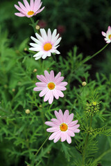 Macro image of pink Marguerite blooms, North Yorkshire England
