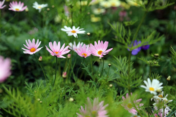 Side view of pink Marguerite blooms, North Yorkshire England
