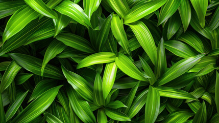 Obraz premium Vibrant green leaves of a lush rainforest plant, capturing the essence of tropical nature.