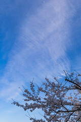 青空と桜