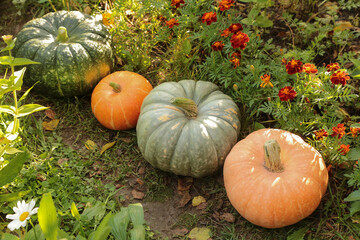 Vegetables on garden bed. Pumpkin organic harvest in garden with flowers. Orange and green colorful...