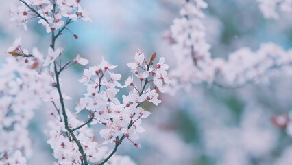 Blooming Snow-White Flowers Of A Plum Tree In Spring. Small Light Flowers And Burgundy Leaves In Spring.