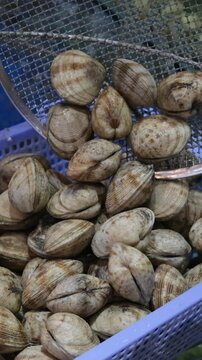 food shellfish. Mussels in a bowl with herbs, rotating on a turntable. Shellfish, seafood close-up