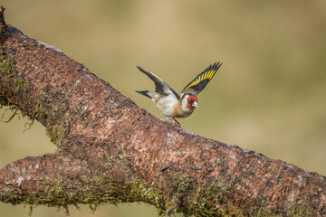 Chaffinch on a branch, flying
