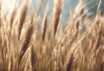 grass calamagrostis illustration background farm set arundinacea 3d meadow spring dawn hay transparent silhouette light silver olated